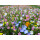 Blumenwiese "Niedrigwachsende Mischung"